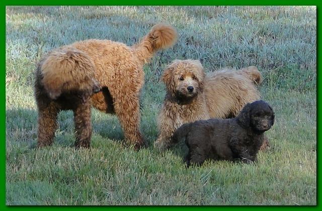 Tara Rascal puppies 6.5 weeks old early am 004