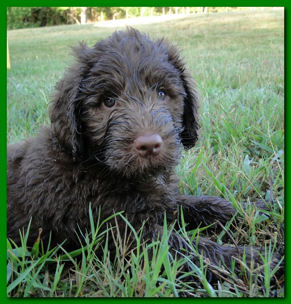 Tara Rascal puppies 6.5 weeks old early am 005