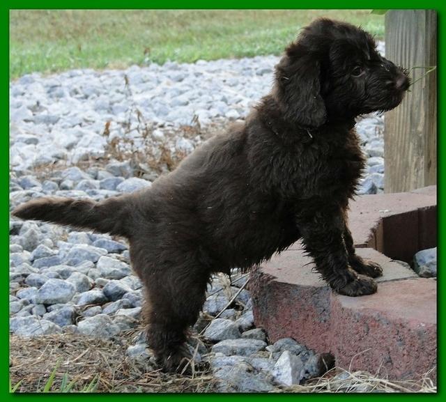 Tara Rascal puppies 6.5 weeks old early am 029