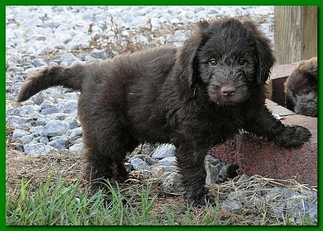 Tara Rascal puppies 6.5 weeks old early am 030