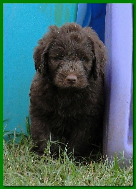 Tara Rascal puppies 6.5 weeks old early am 046