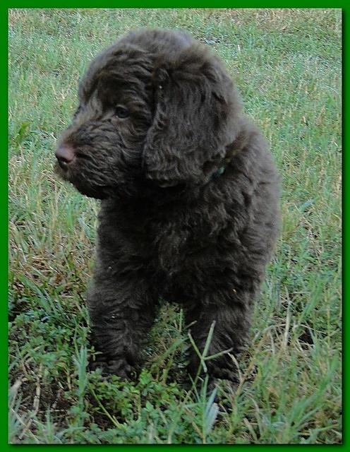 Tara Rascal puppies 7 weeks old playing 069