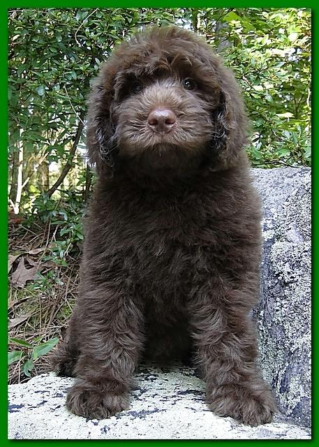 Tara Rascal puppies 8 weeks home Green 006