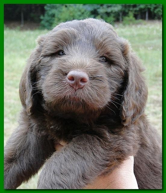 Tara Rascal puppies faces 5.8 weeks old 031