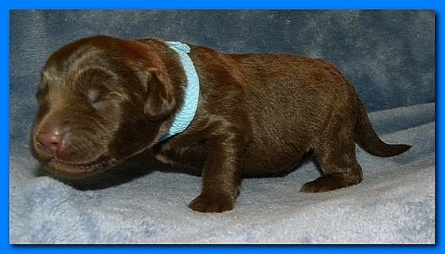 Tara Rascal puppies 1 week old 049