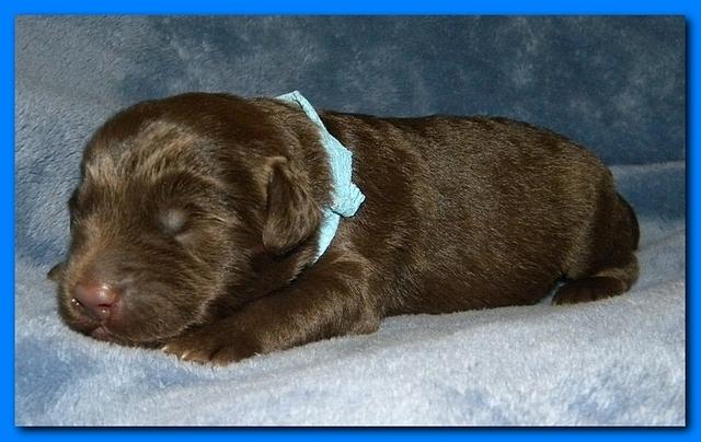 Tara Rascal puppies 1 week old 051