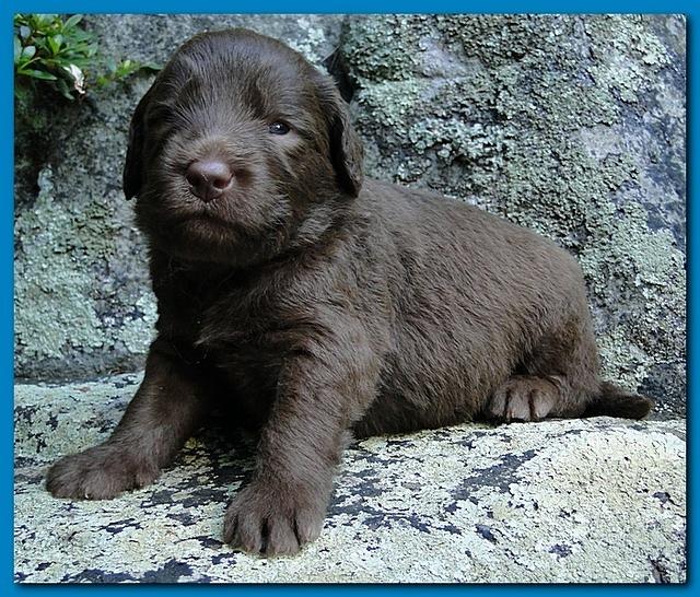 Tara Rascal puppies 3 weeks old 038