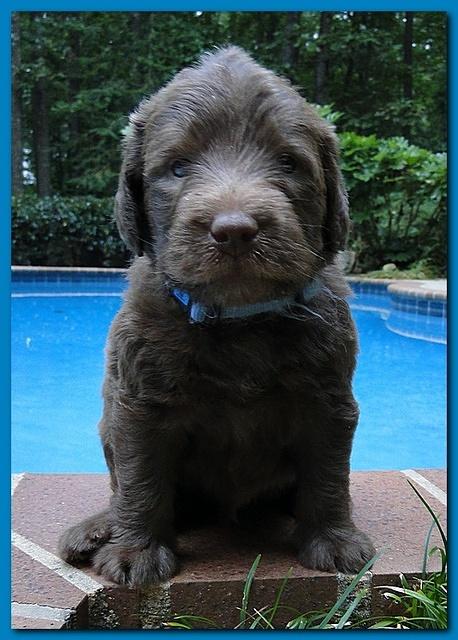 Tara Rascal puppies 4 weeks old pool wag 062
