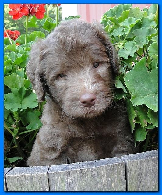 Tara Rascal puppies 5 weeks geraniums 037