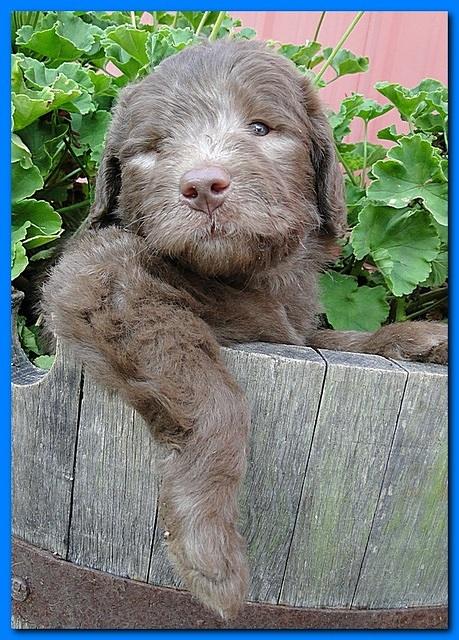 Tara Rascal puppies 5 weeks geraniums 040