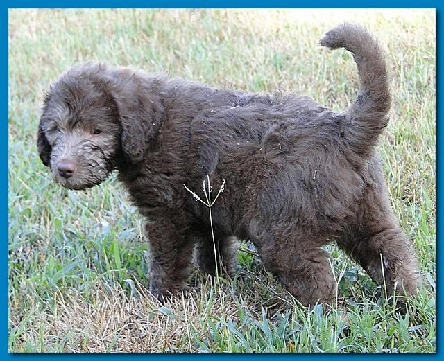 Tara Rascal puppies 6.5 weeks old early am 036