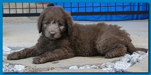 Tara Rascal puppies 6.5 weeks old early am 058