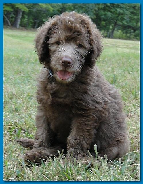 Tara Rascal puppies 7 weeks old playing 2 010