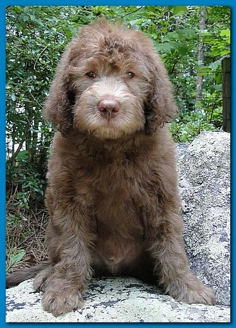 Tara Rascal puppies 8 weeks Lt Blue