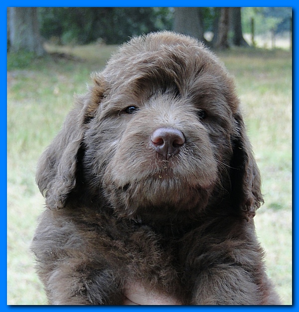 Tara Rascal puppies faces 5.8 weeks old 020