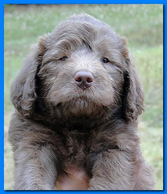 Tara Rascal puppies faces 5.8 weeks old 022