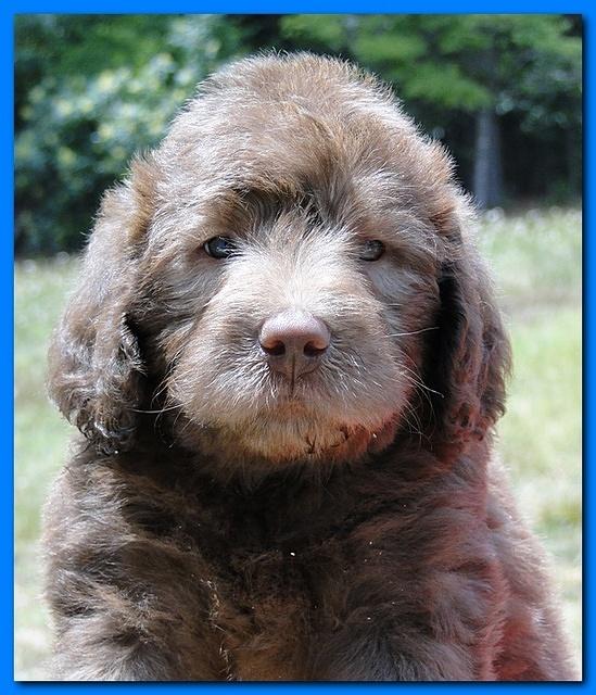 Tara Rascal puppies faces 5.8 weeks old 045