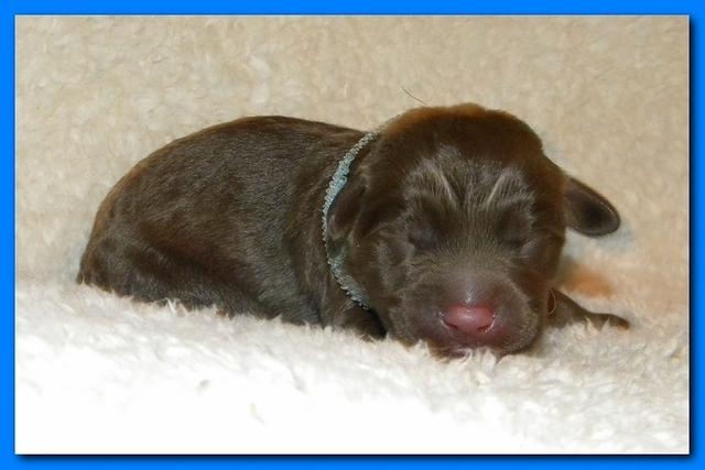 Tara Rascal pups one day old 042