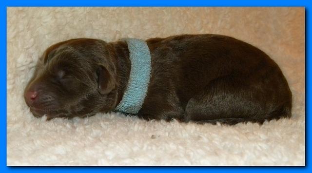 Tara Rascal pups one day old 046