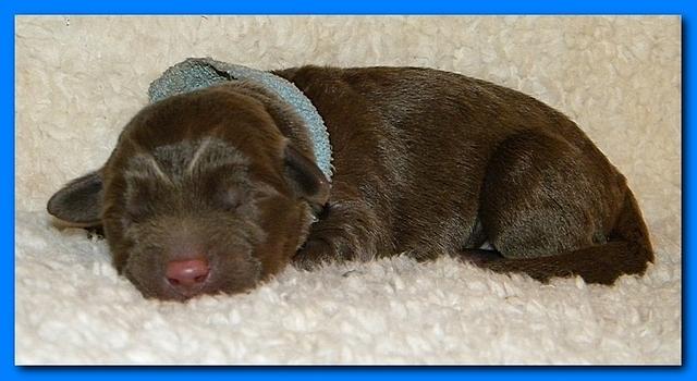 Tara Rascal pups one day old 049