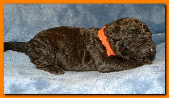 Tara Rascal puppies 1 week old 055