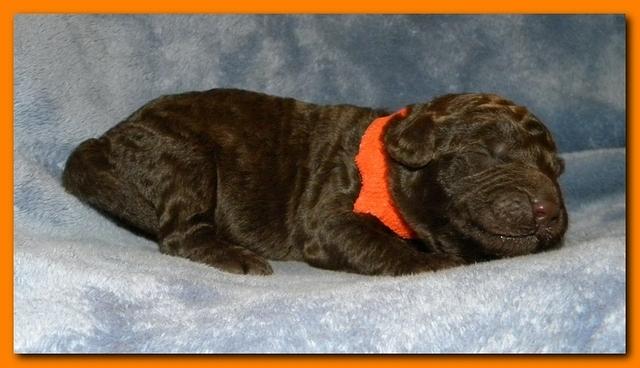 Tara Rascal puppies 1 week old 056