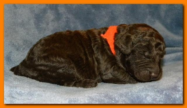 Tara Rascal puppies 1 week old 058