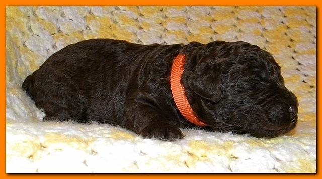 Tara Rascal puppies 2 weeks old 2 018