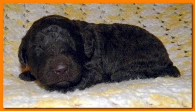 Tara Rascal puppies 2 weeks old 2 019