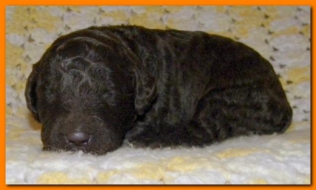 Tara Rascal puppies 2 weeks old 2 022