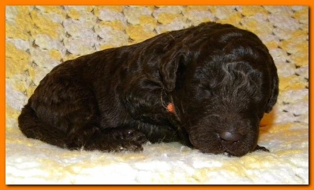 Tara Rascal puppies 2 weeks old 2 024