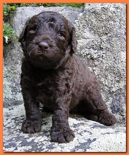 Tara Rascal puppies 3 weeks old 045