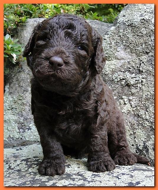 Tara Rascal puppies 3 weeks old 046