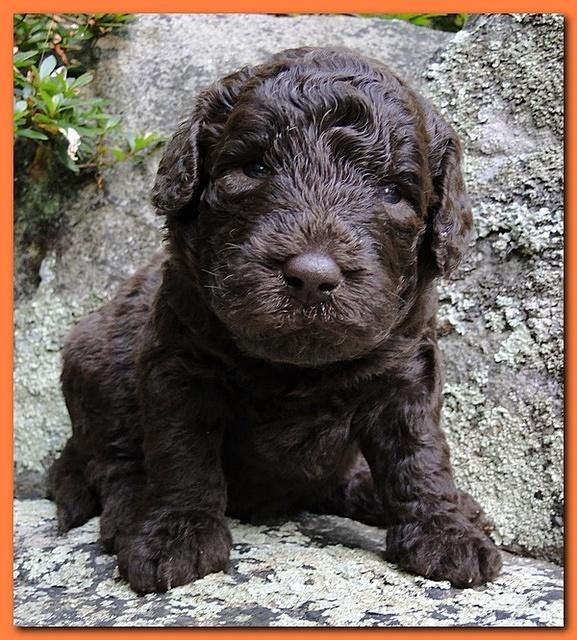 Tara Rascal puppies 3 weeks old 048