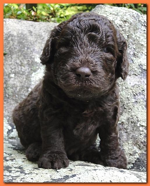 Tara Rascal puppies 3 weeks old 050