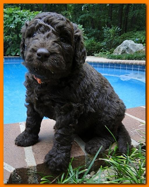 Tara Rascal puppies 4 weeks old pool wag 067