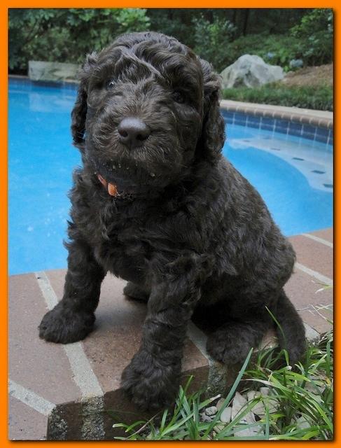 Tara Rascal puppies 4 weeks old pool wag 068