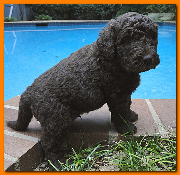Tara Rascal puppies 4 weeks old pool wag 070