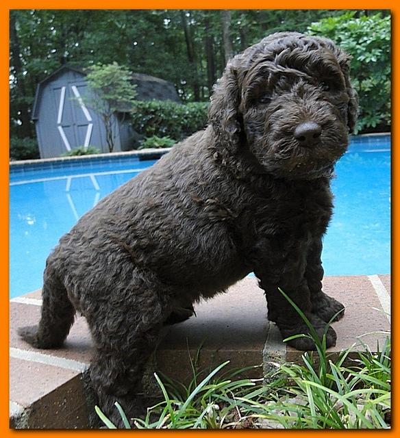 Tara Rascal puppies 4 weeks old pool wag 071