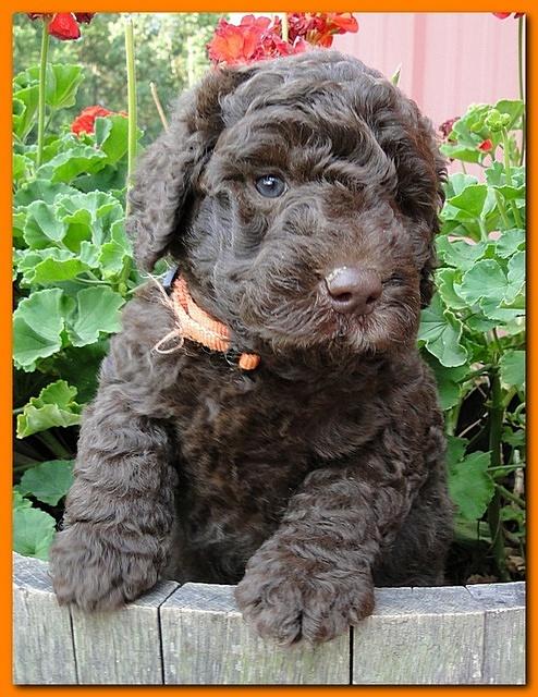 Tara Rascal puppies 5 weeks geraniums 042