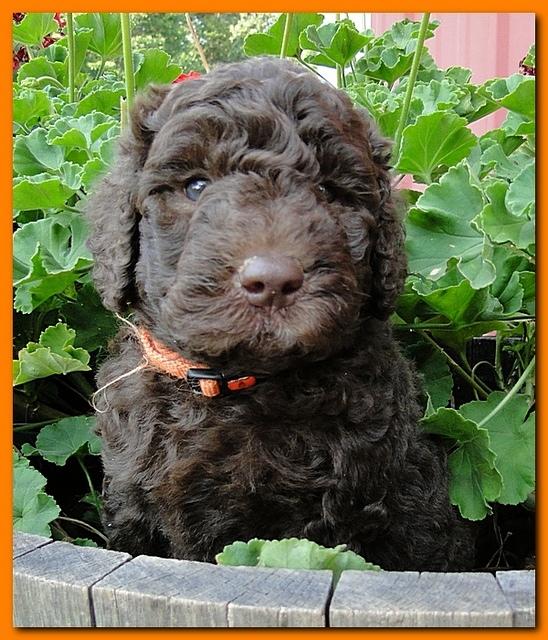 Tara Rascal puppies 5 weeks geraniums 044