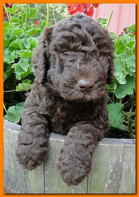 Tara Rascal puppies 5 weeks geraniums 045