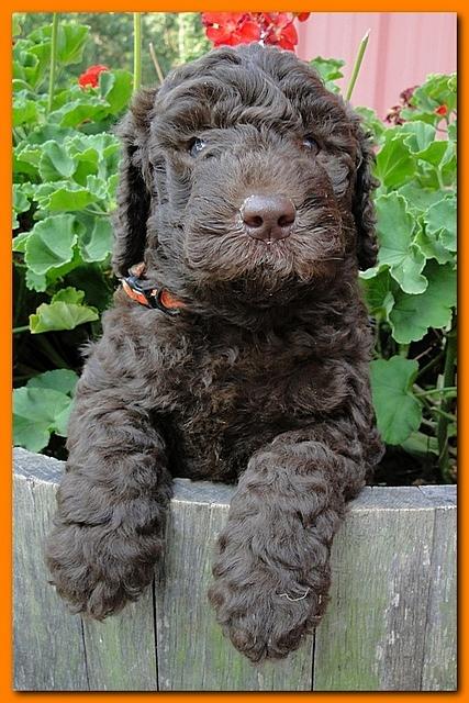 Tara Rascal puppies 5 weeks geraniums 046