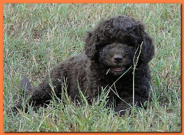 Tara Rascal puppies 6.5 weeks old early am 061