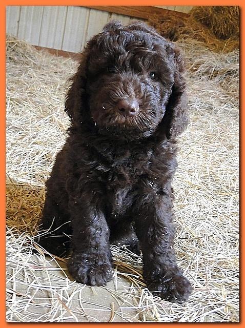 Tara Rascal puppies 6.5 weeks old early pm 009