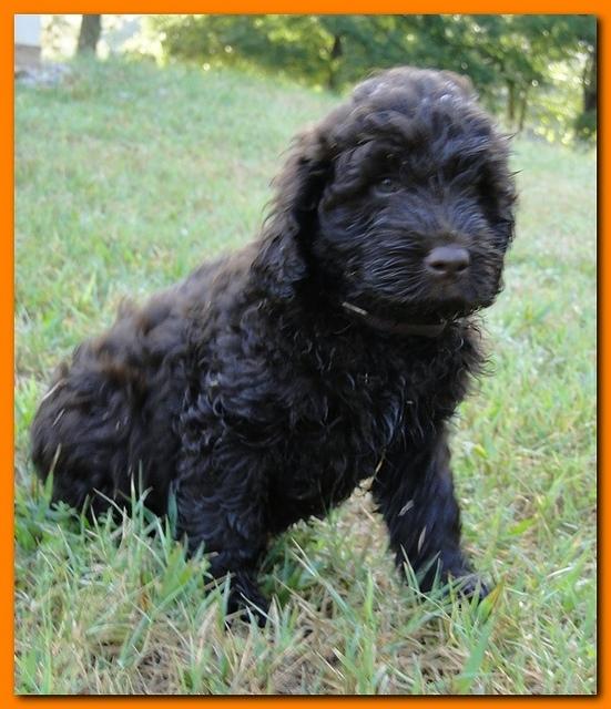 Tara Rascal puppies 7 weeks old playing 076