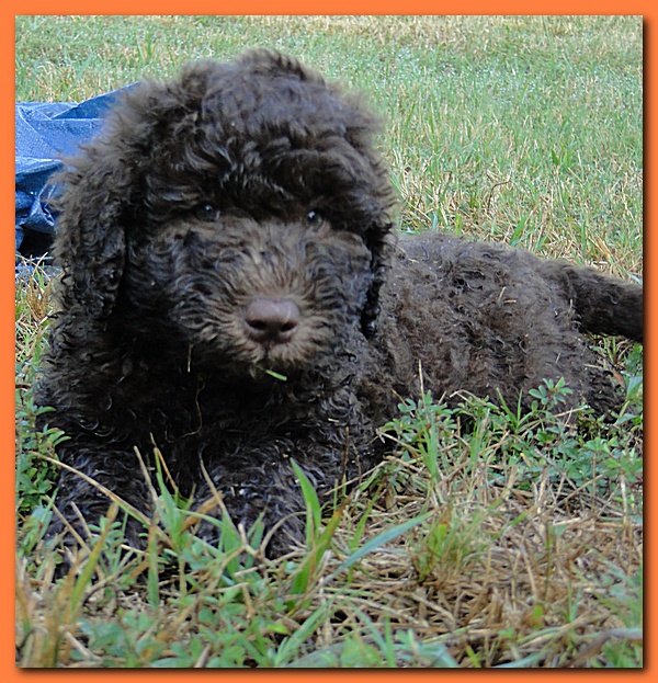 Tara Rascal puppies 7 weeks old playing 078
