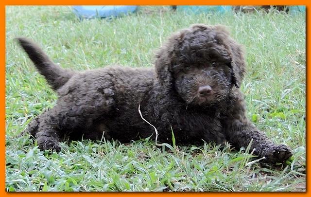 Tara Rascal puppies 7 weeks old playing 087