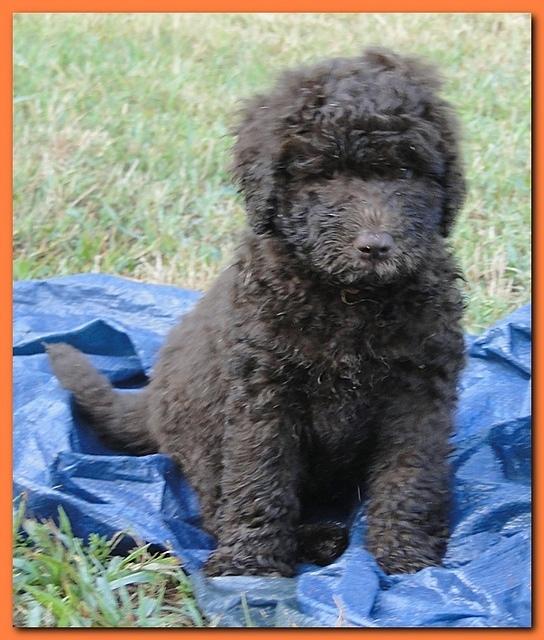 Tara Rascal puppies 7 weeks old playing 101