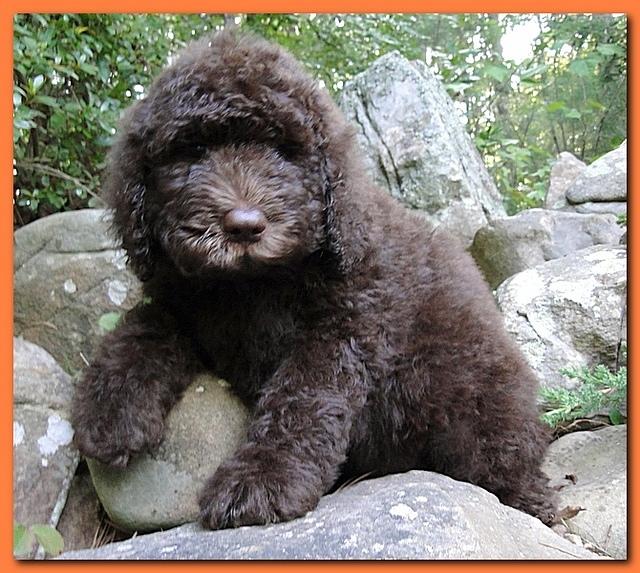 Tara Rascal puppies 8 weeks old Orange 002